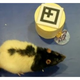 Image for article titled Researchers interact with rats by becoming virtual rats themselves